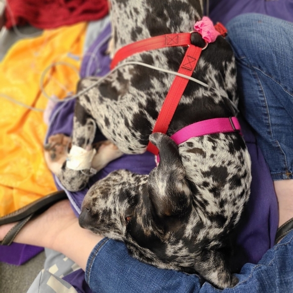 Please check out my closet & help me pay off my $30k vet bill 🙏🏽 w/ sales - Picture 1 of 1